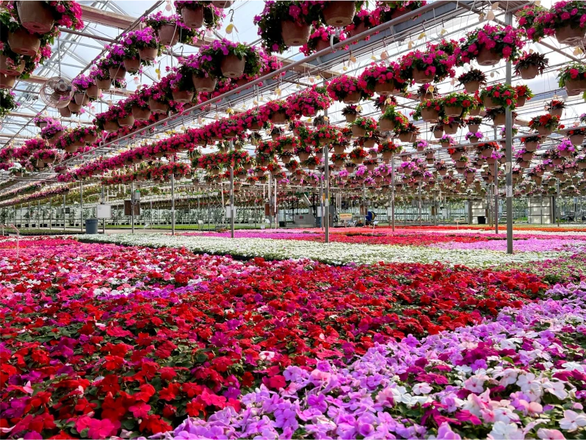 History of Sunrise Greenhouse | Woldhuis Farms Garden Center Grant Park, Illinois
