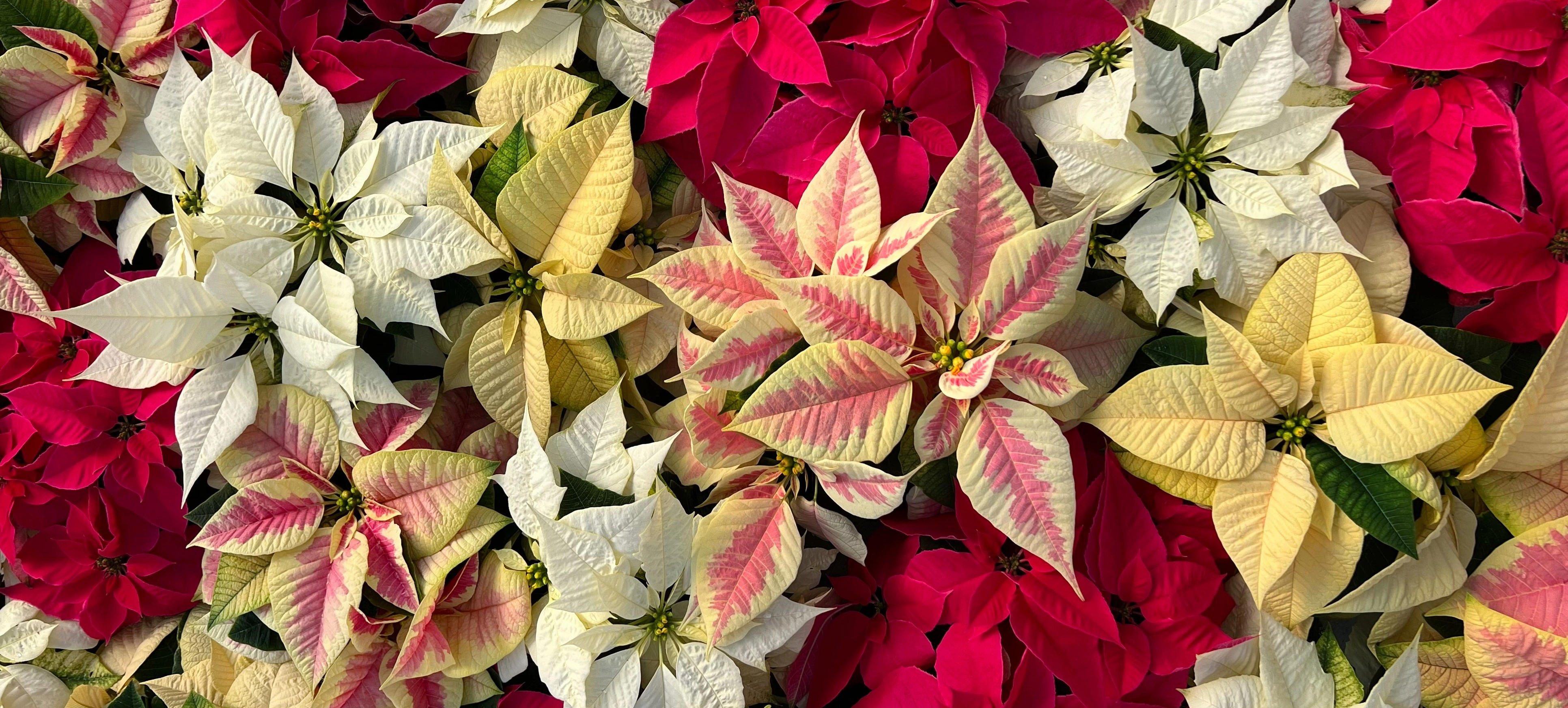 Winter Greenery and Poinsettias at Woldhuis Farms Sunrise Greenhouse